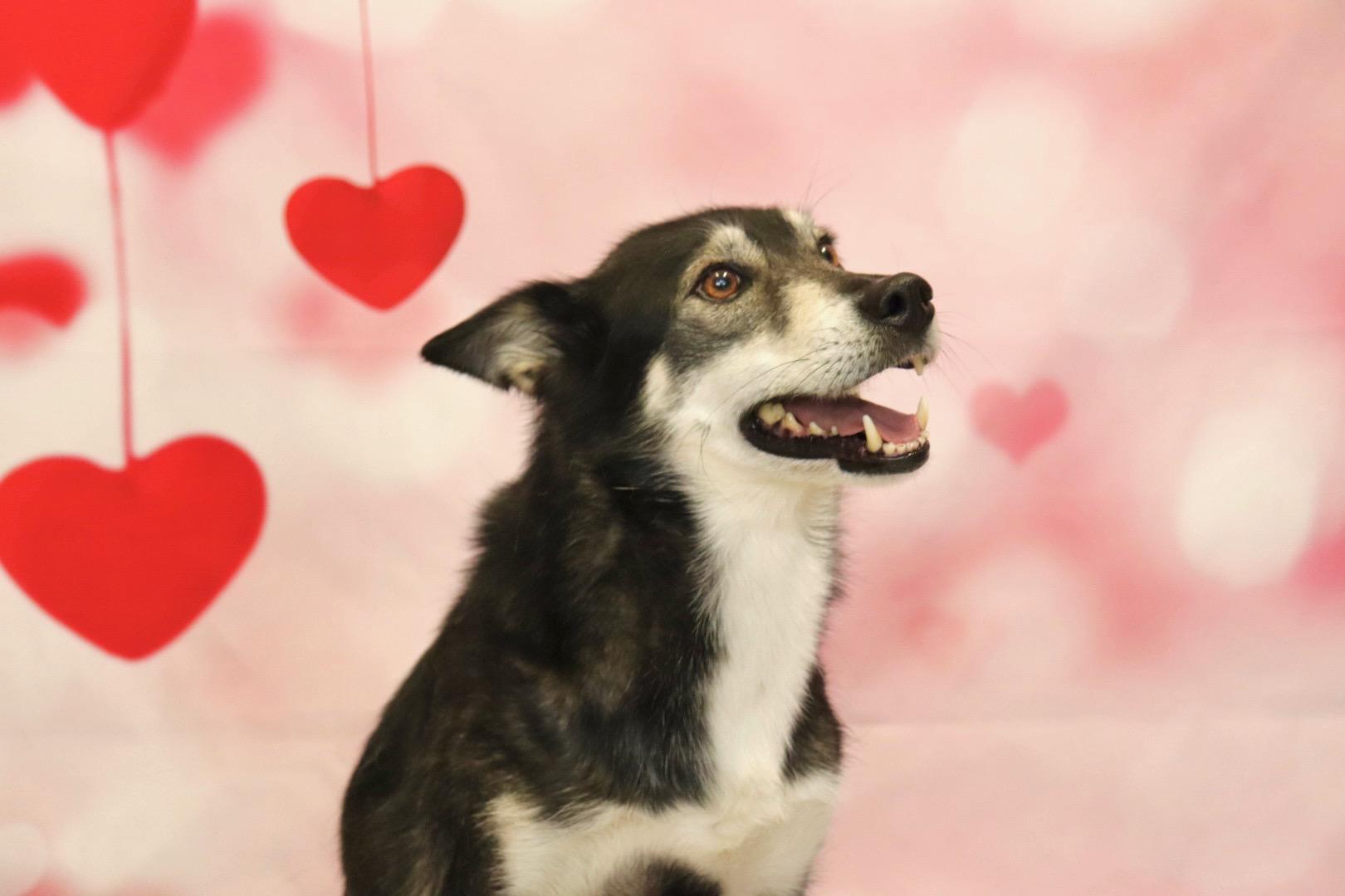 Blue, a Adoptable mixed breed in Appin, ON image 3/6