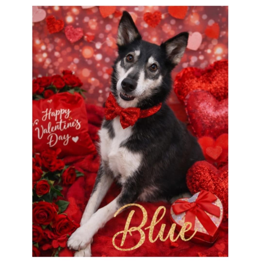 Blue, Adoptable, Adult Female Husky.