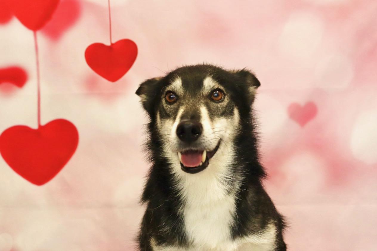 Blue, a Adoptable mixed breed in Appin, ON image 4/6