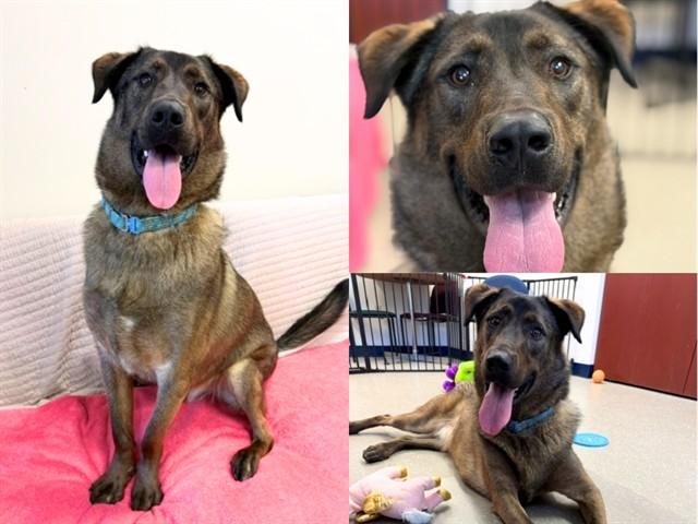 FALCON, Adoptable, Young Male German Shepherd Dog & Mixed Breed.