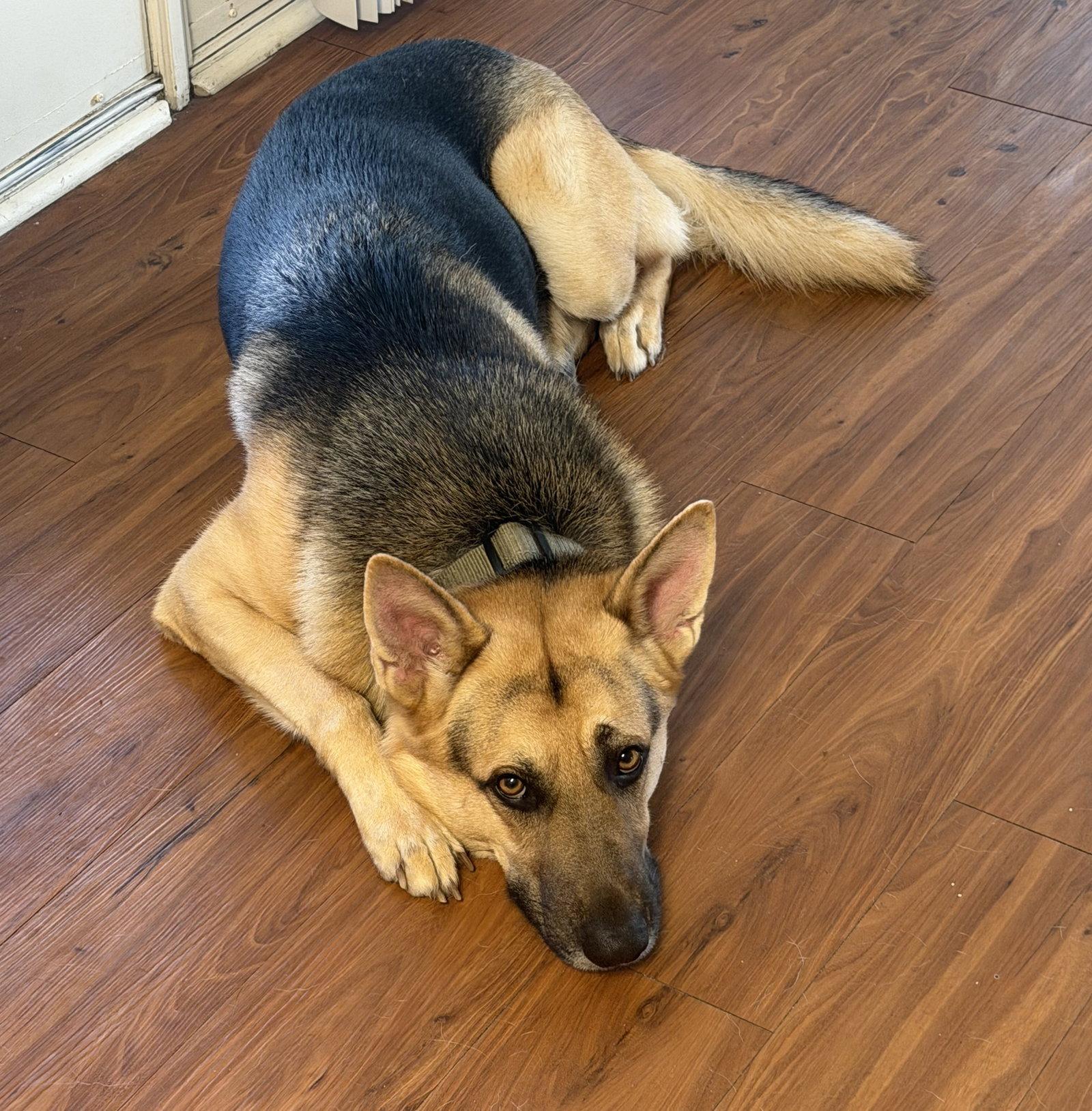 Titus, Adoptable, Young Male German Shepherd Dog.