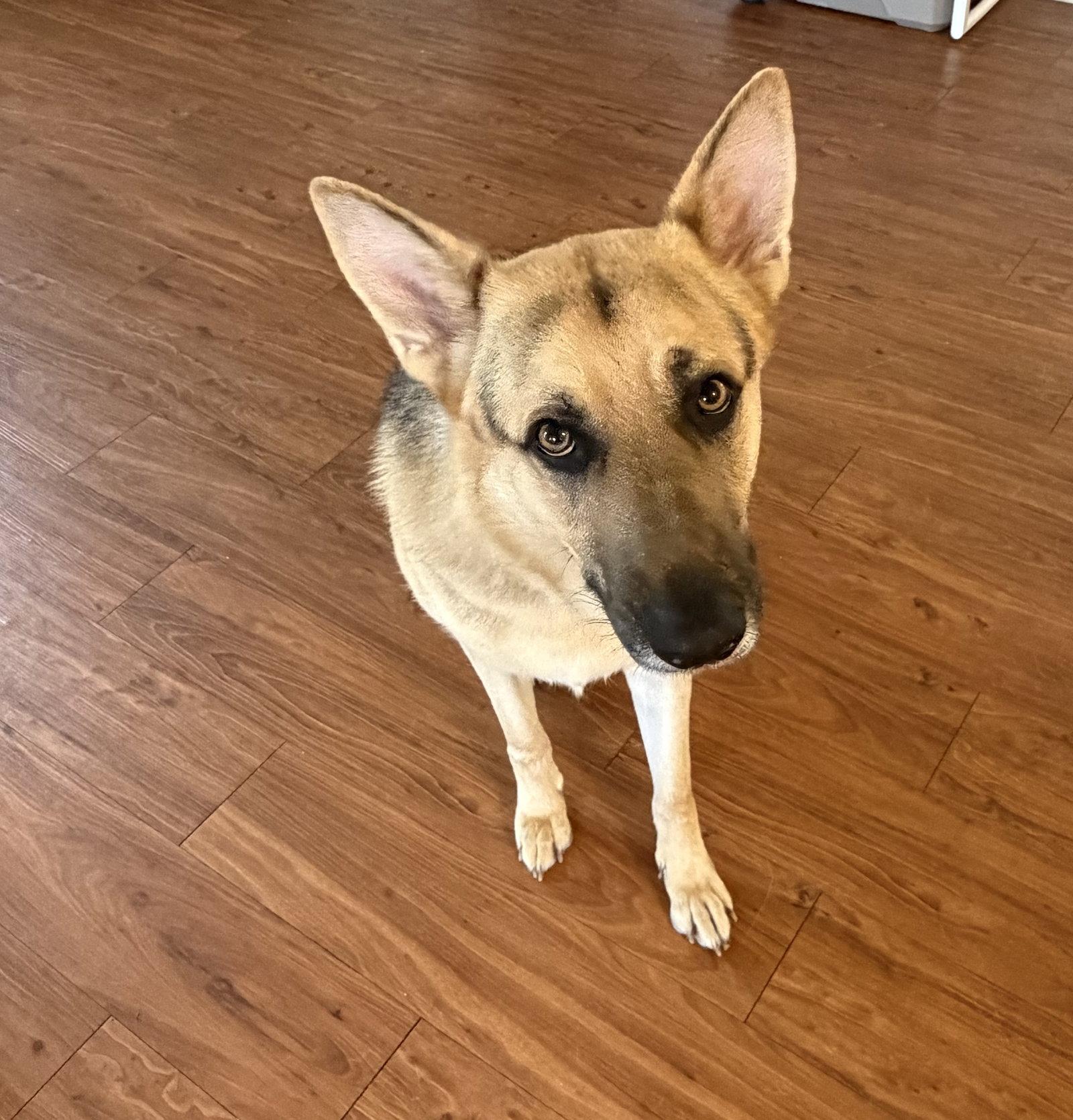 Enlarge Titus, a Adoptable German Shepherd Dog in Rocky Point, NC image 2/3