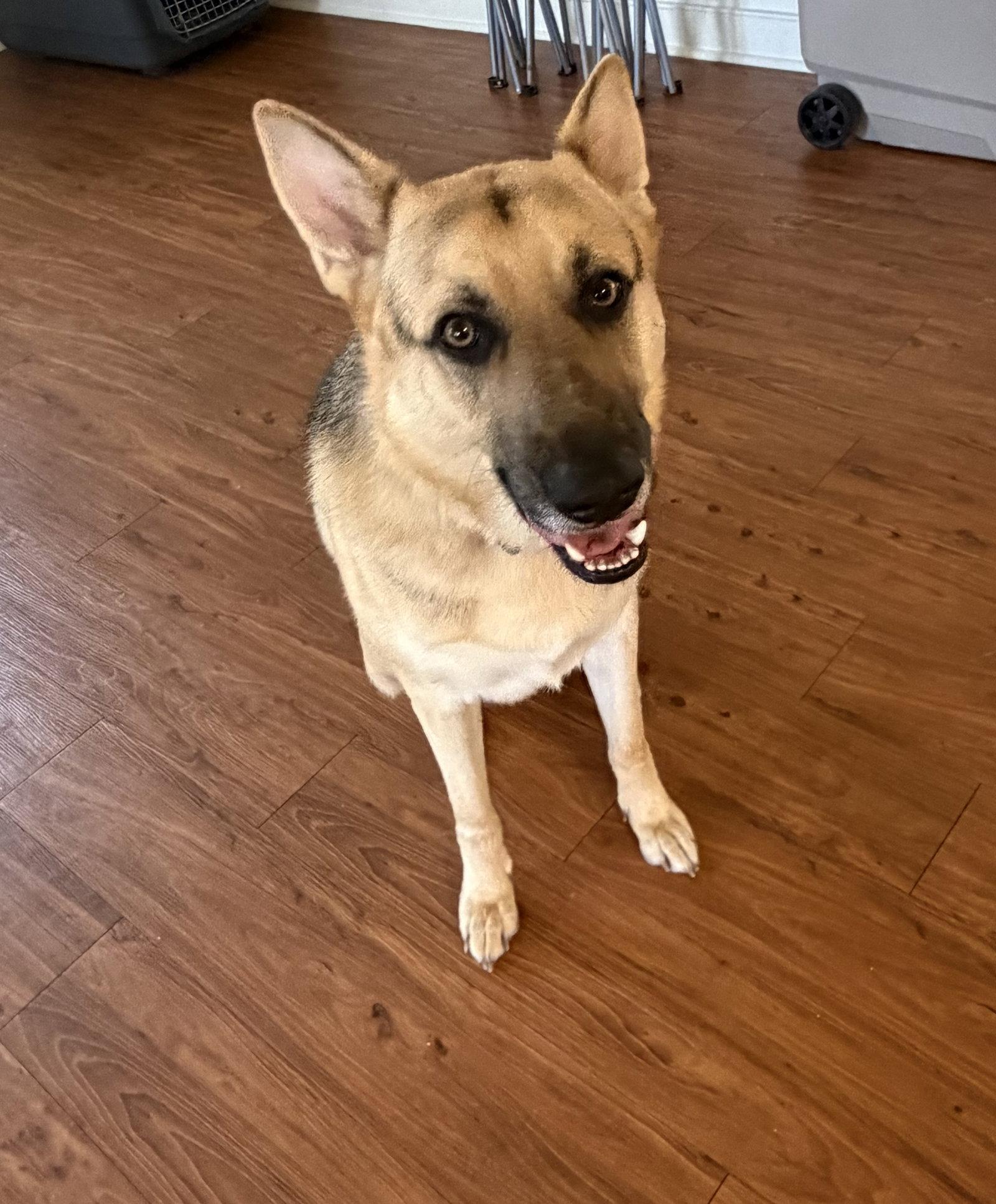 Enlarge Titus, a Adoptable German Shepherd Dog in Rocky Point, NC image 3/3