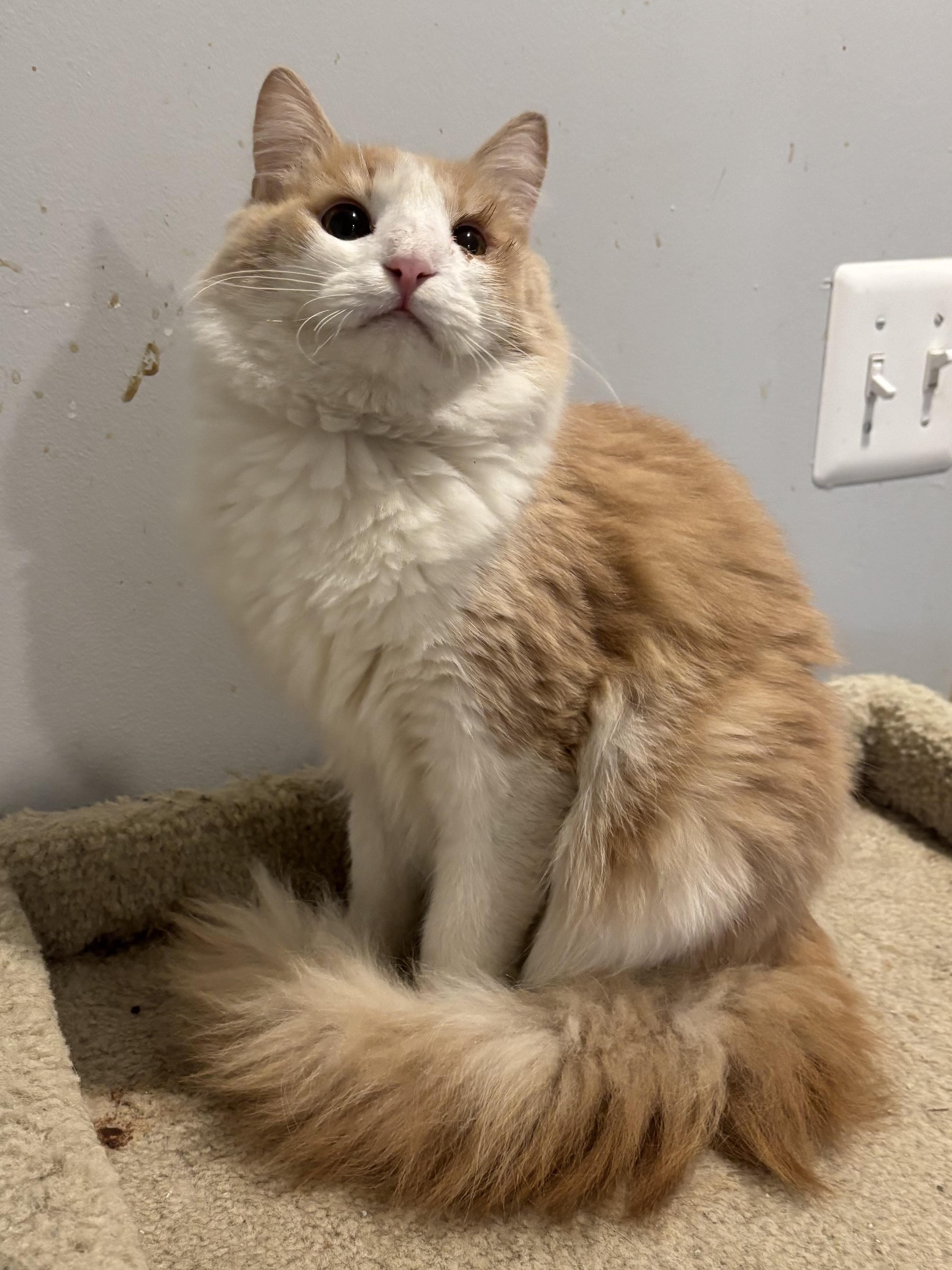 Marvin (part Persian, long hair), ADOPTABLE, Young Male Persian.