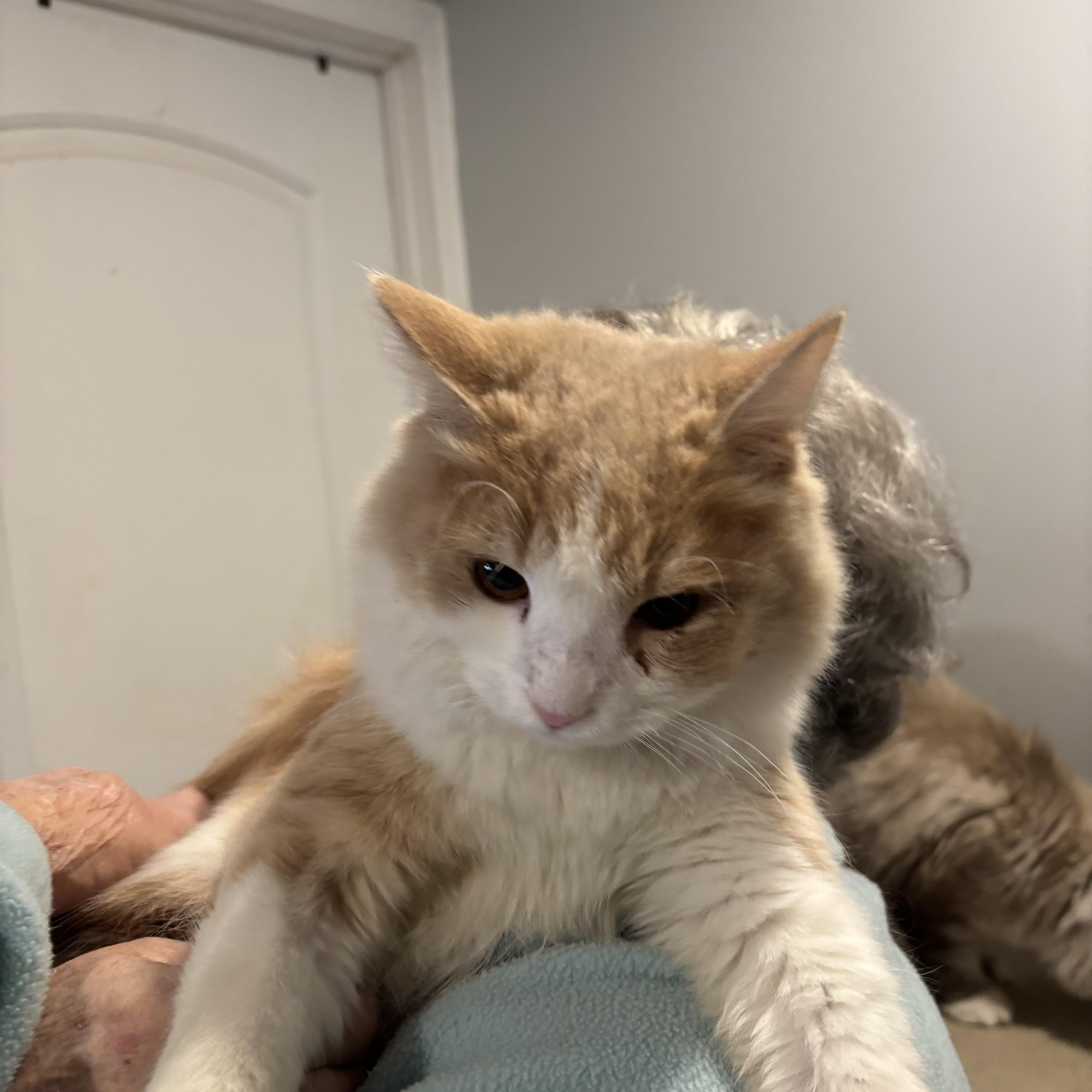 Enlarge Marvin (part Persian, long hair), a ADOPTABLE Persian in Fairfax, VA image 3/4