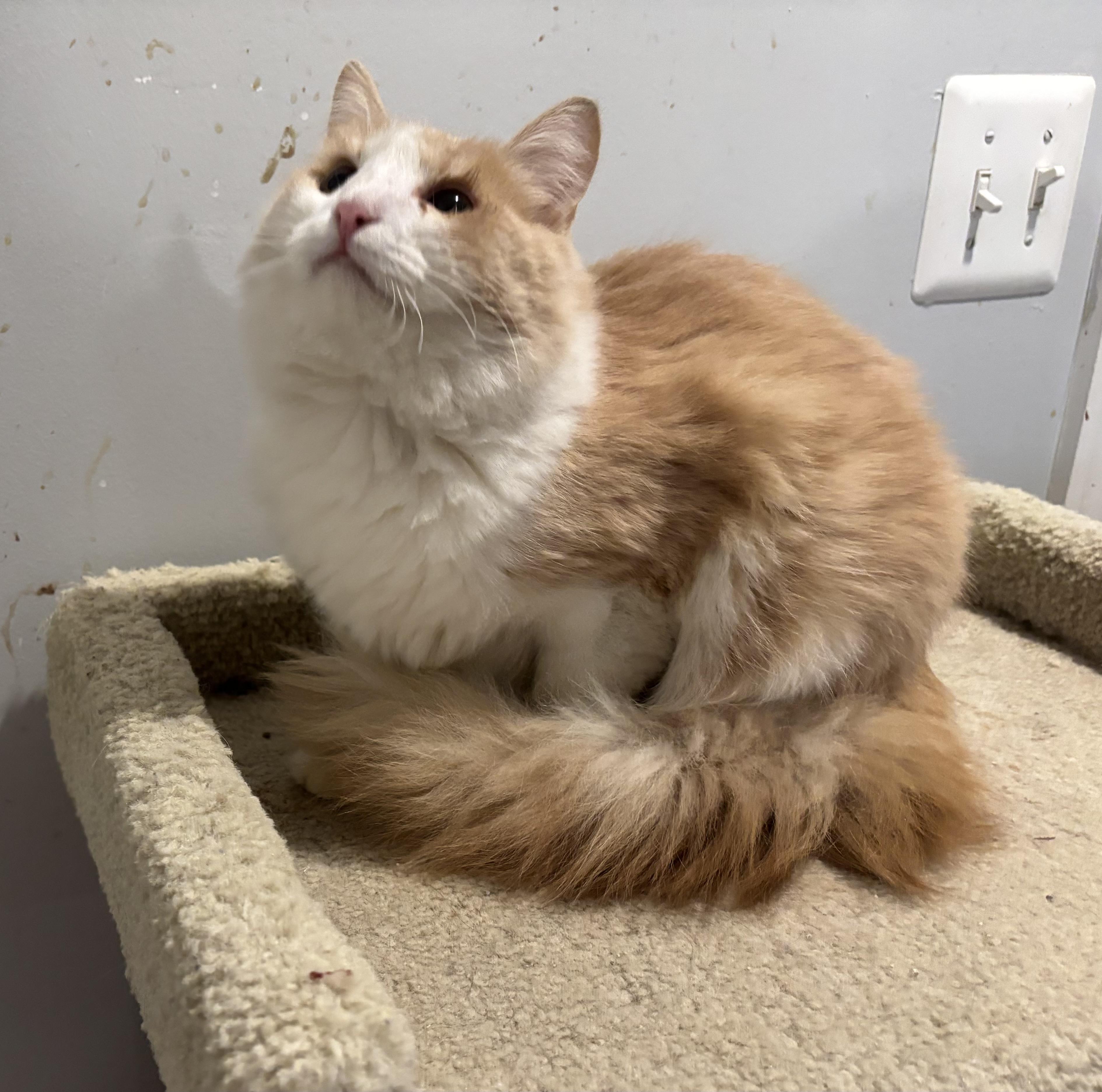 Enlarge Marvin (part Persian, long hair), a ADOPTABLE Persian in Fairfax, VA image 2/4