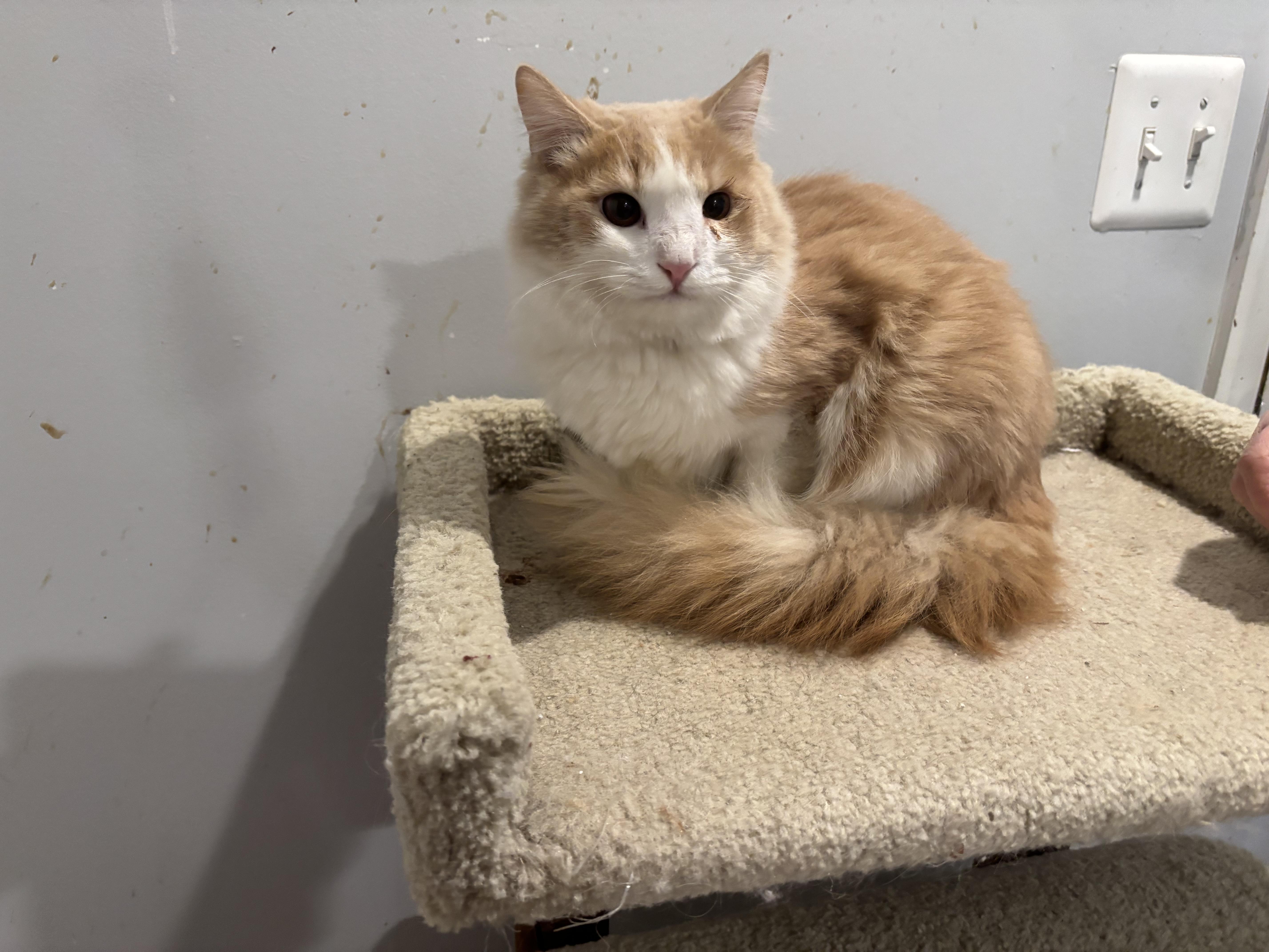 Enlarge Marvin (part Persian, long hair), a ADOPTABLE Persian in Fairfax, VA image 4/4