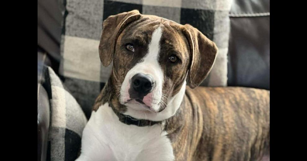 Enlarge Millie, a Adoptable mixed breed in Tampa, FL image 1/1