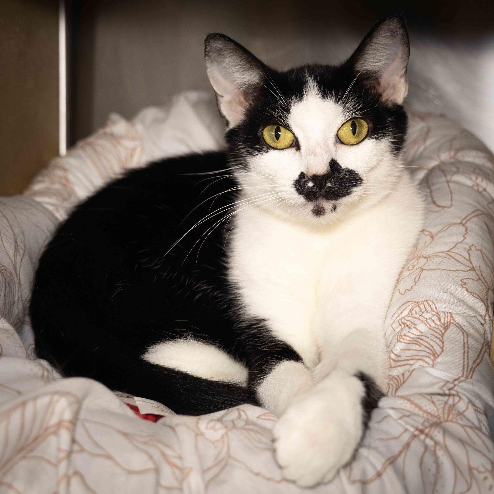 Mama Mia, Adoptable, Young Female Domestic Short Hair.