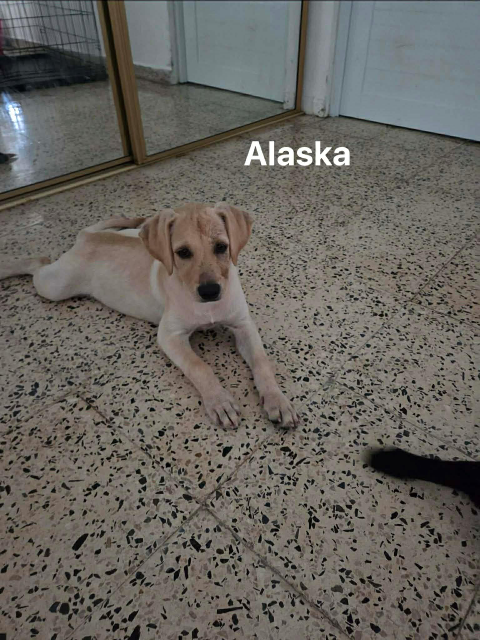 Alaska, a ADOPTABLE mixed breed in Huntington, NY image 1/2