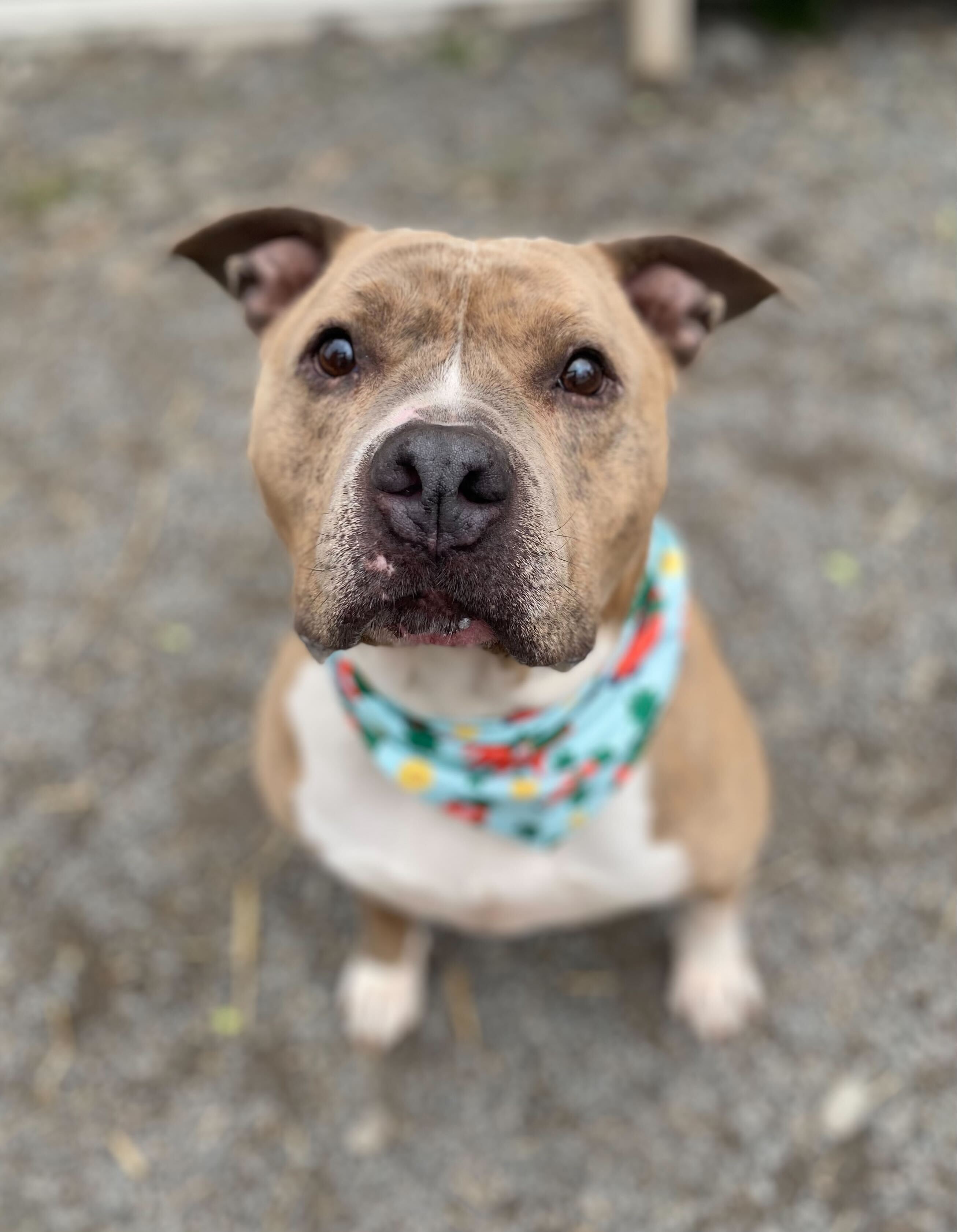 Enlarge Porsha, a Adoptable Pit Bull Terrier in Montrose, PA image 11/13