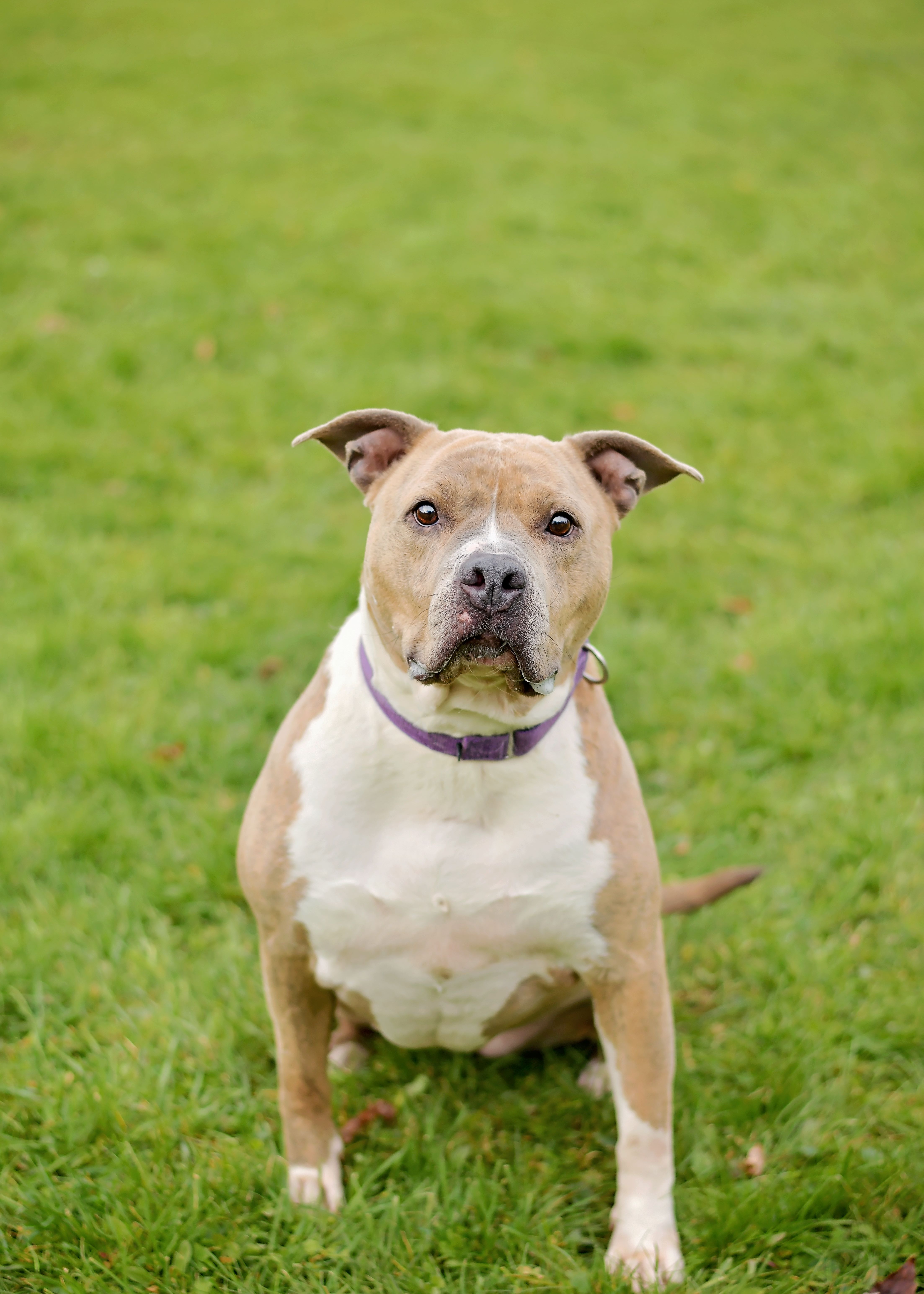 Enlarge Porsha, a Adoptable Pit Bull Terrier in Montrose, PA image 10/13