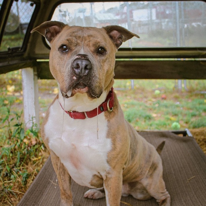 Enlarge Porsha, a Adoptable Pit Bull Terrier in Montrose, PA image 13/13