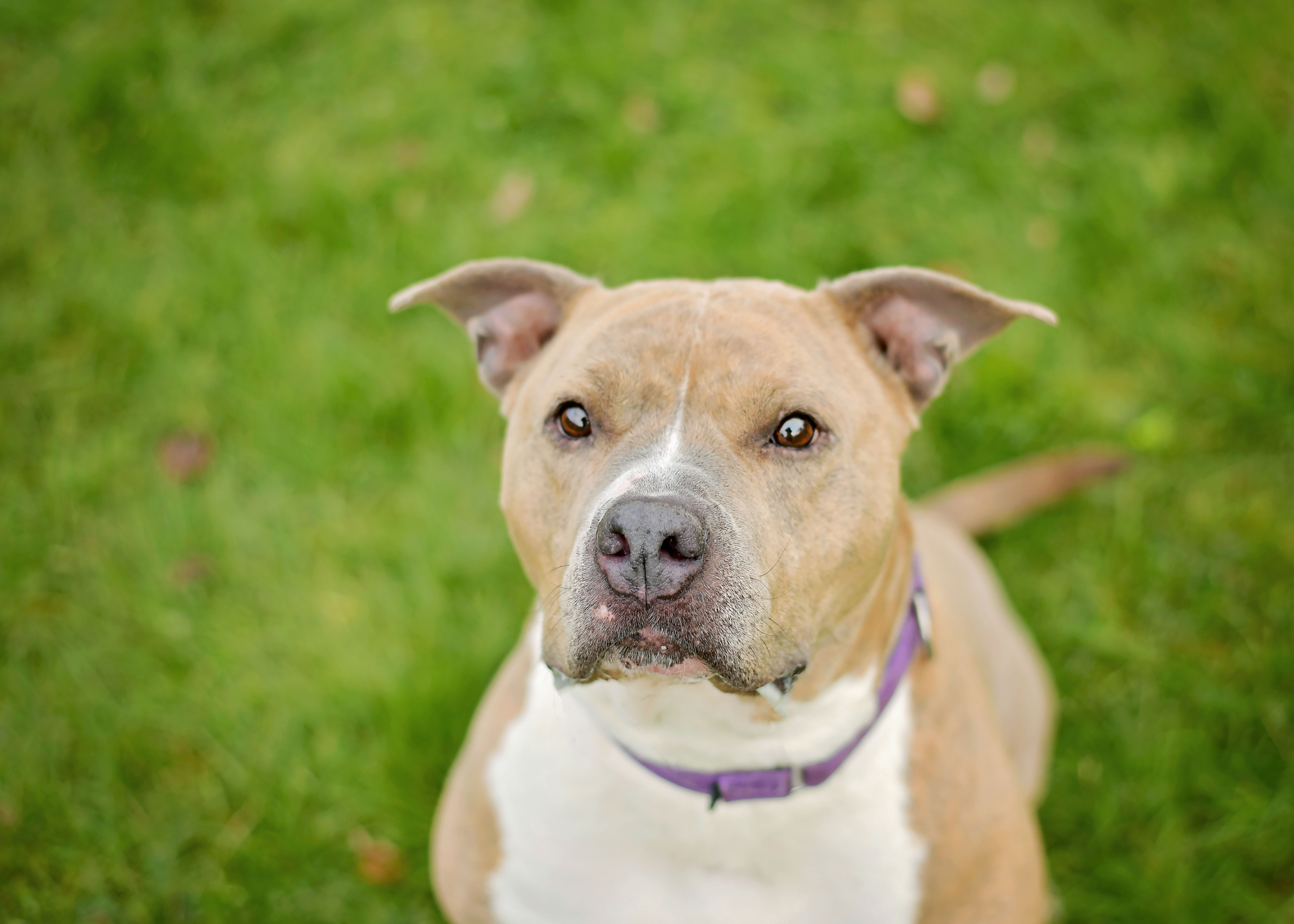 Enlarge Porsha, a Adoptable Pit Bull Terrier in Montrose, PA image 9/13