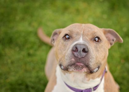 Porsha, Adoptable, Adult Female Pit Bull Terrier.