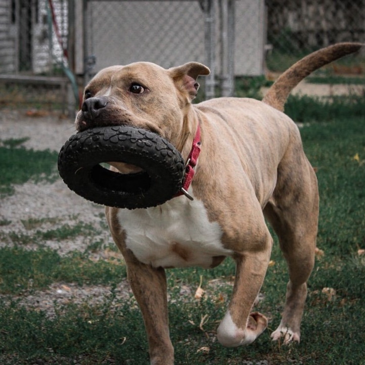 Enlarge Porsha, a Adoptable Pit Bull Terrier in Montrose, PA image 12/13