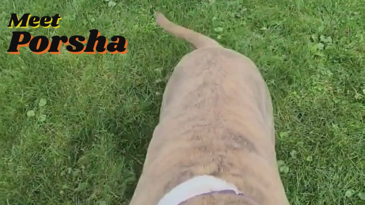 Enlarge Porsha, a Adoptable Pit Bull Terrier in Montrose, PA video 8/13