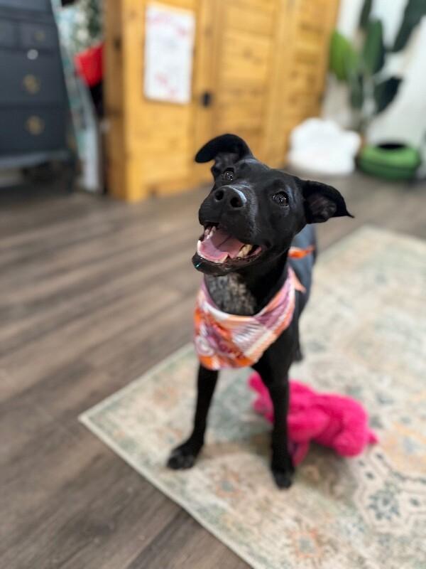 Petunia Flower — thumbnail 2