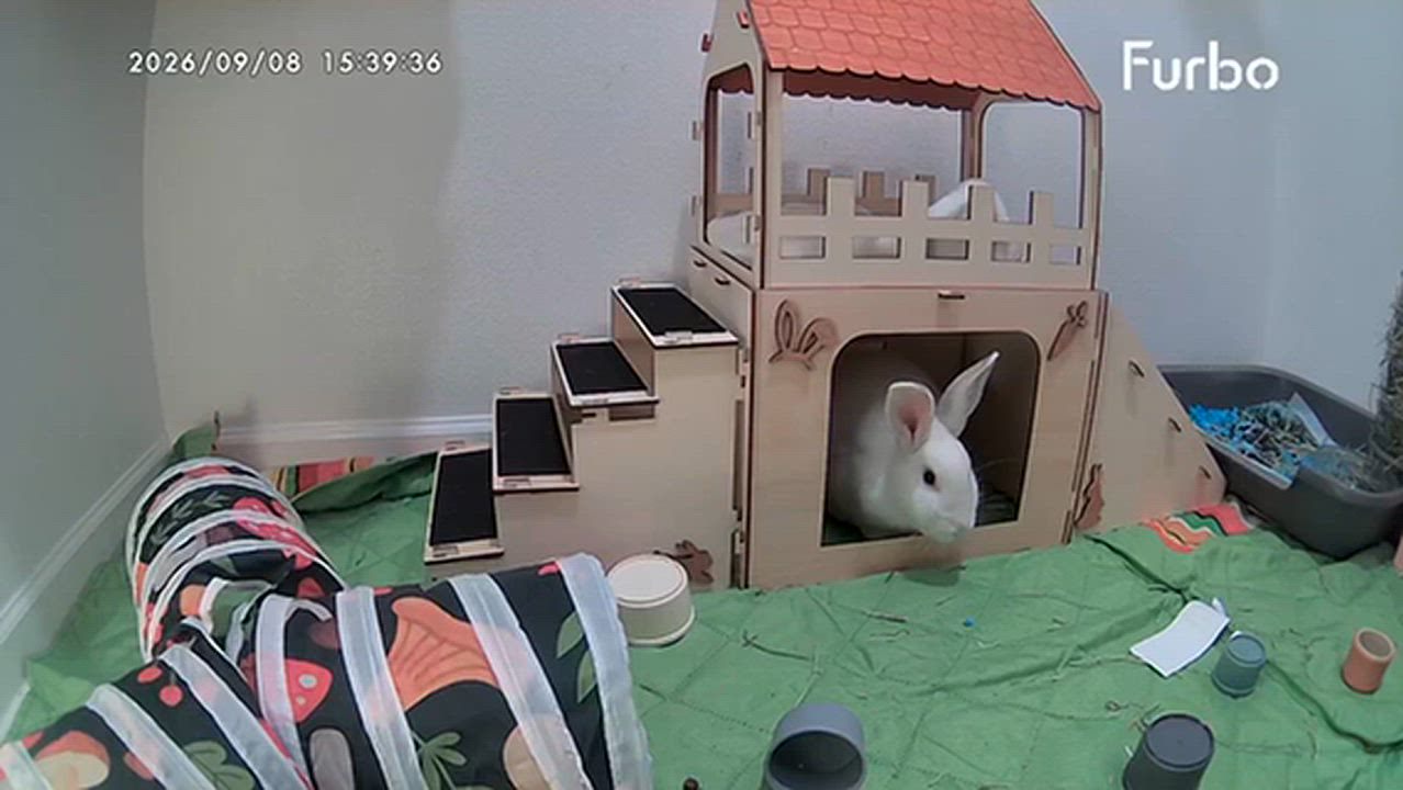 Enlarge Printer Paper, a Adoptable mixed breed in Paradis, LA video 4/5