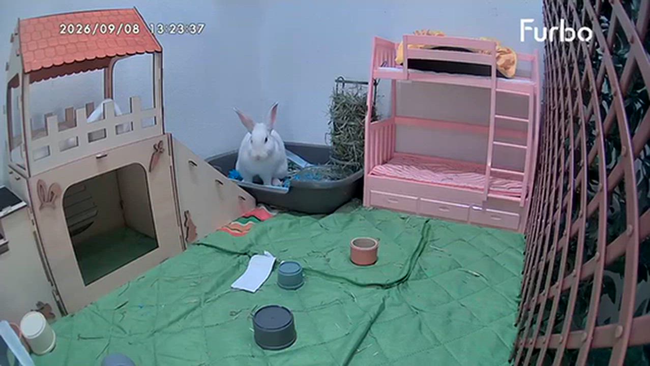 Enlarge Printer Paper, a Adoptable mixed breed in Paradis, LA video 5/5