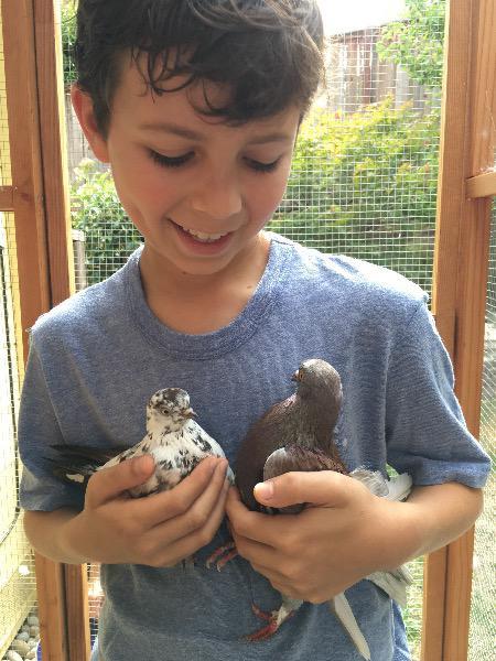 Button w/Zipper, Adopted, Senior Female Pigeon.