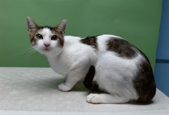 BUTTERSCOTCH, Adoptable, Young Male Domestic Short Hair.