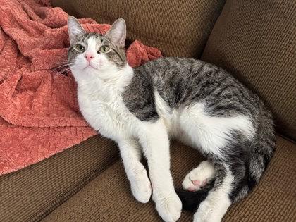 Enlarge Taylor, a Adoptable mixed breed in Columbus, IN image 2/3