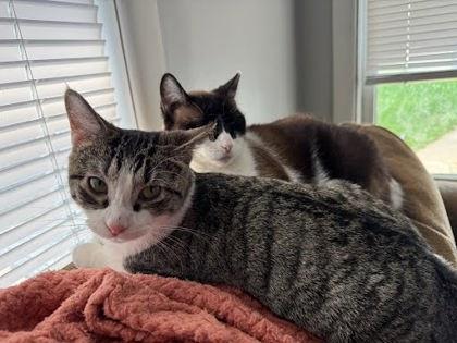 Taylor, Adoptable, Young Male Domestic Short Hair & Domestic Short Hair.