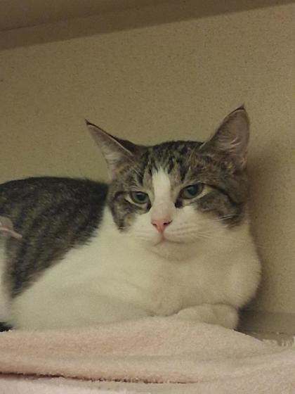 Taylor, Adoptable, Young Male Domestic Short Hair & Domestic Short Hair.