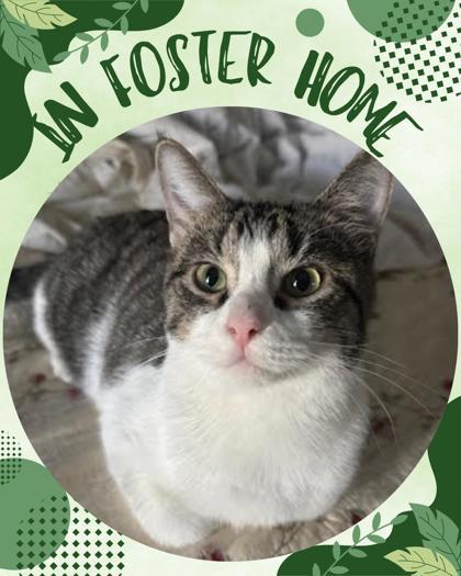 Enlarge Taylor, a Adoptable mixed breed in Columbus, IN image 2/3