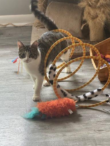 Enlarge Taylor, a Adoptable mixed breed in Columbus, IN image 3/3