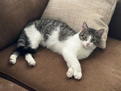 Enlarge Taylor, a Adoptable mixed breed in Columbus, IN image 3/3