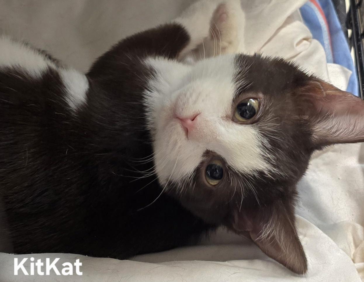 KitKat, adopted, Kitten Female Tuxedo.