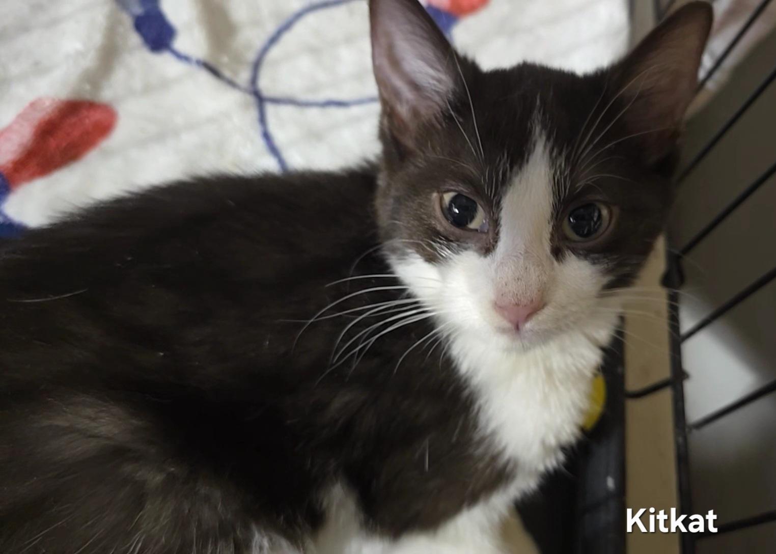 Enlarge KitKat, an adopted Tuxedo in Stevensville, ON image 2/3