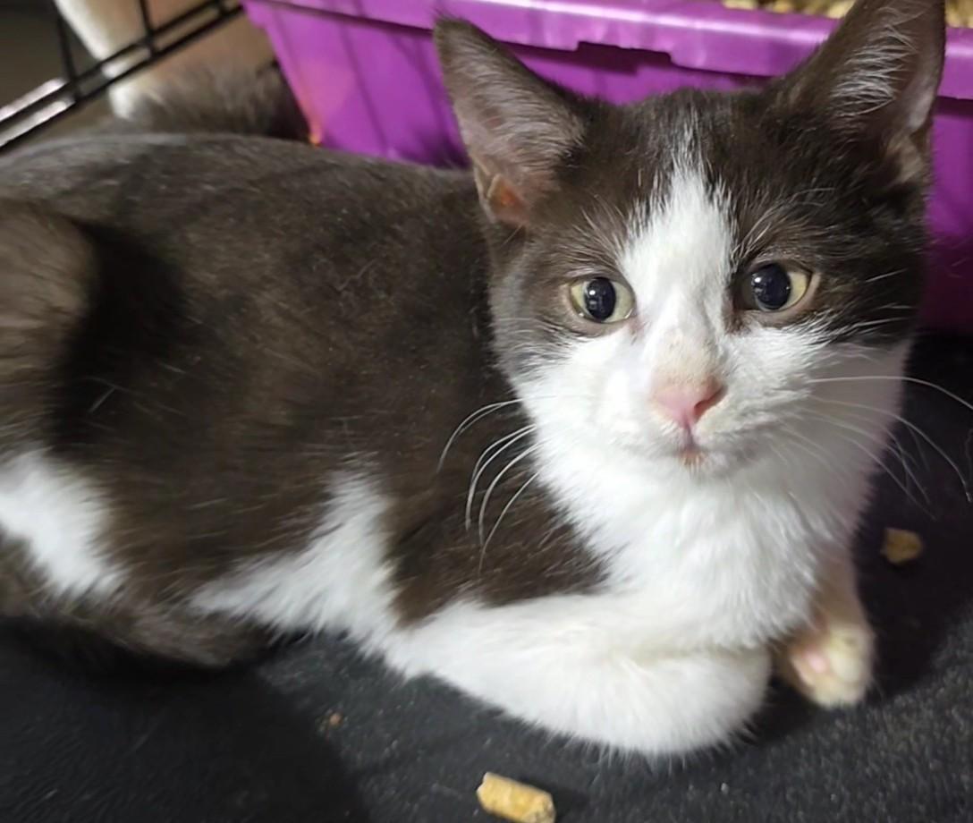 Enlarge KitKat, an adopted Tuxedo in Stevensville, ON image 3/3