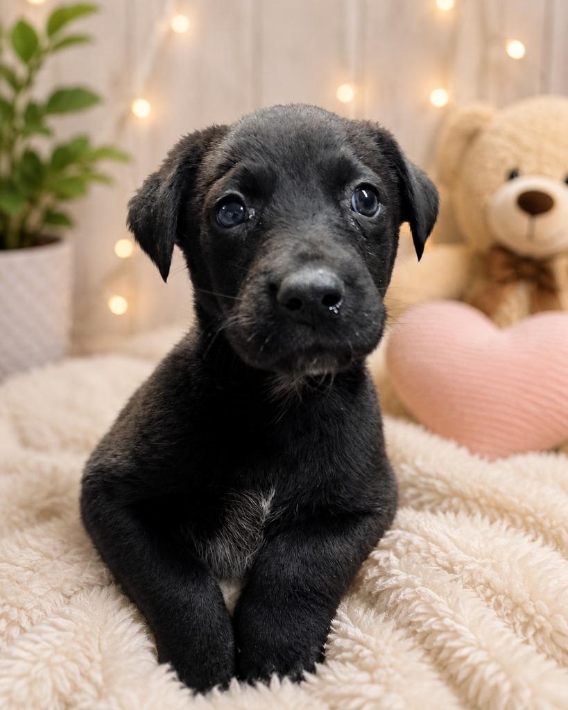 The Destroyer, Adoptable, Puppy Male Australian Cattle Dog / Blue Heeler & Mixed Breed.