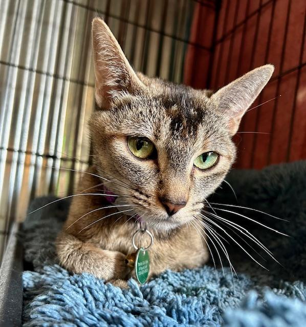 Carmen, a Adoptable Domestic Short Hair in Denver, CO image 1/6