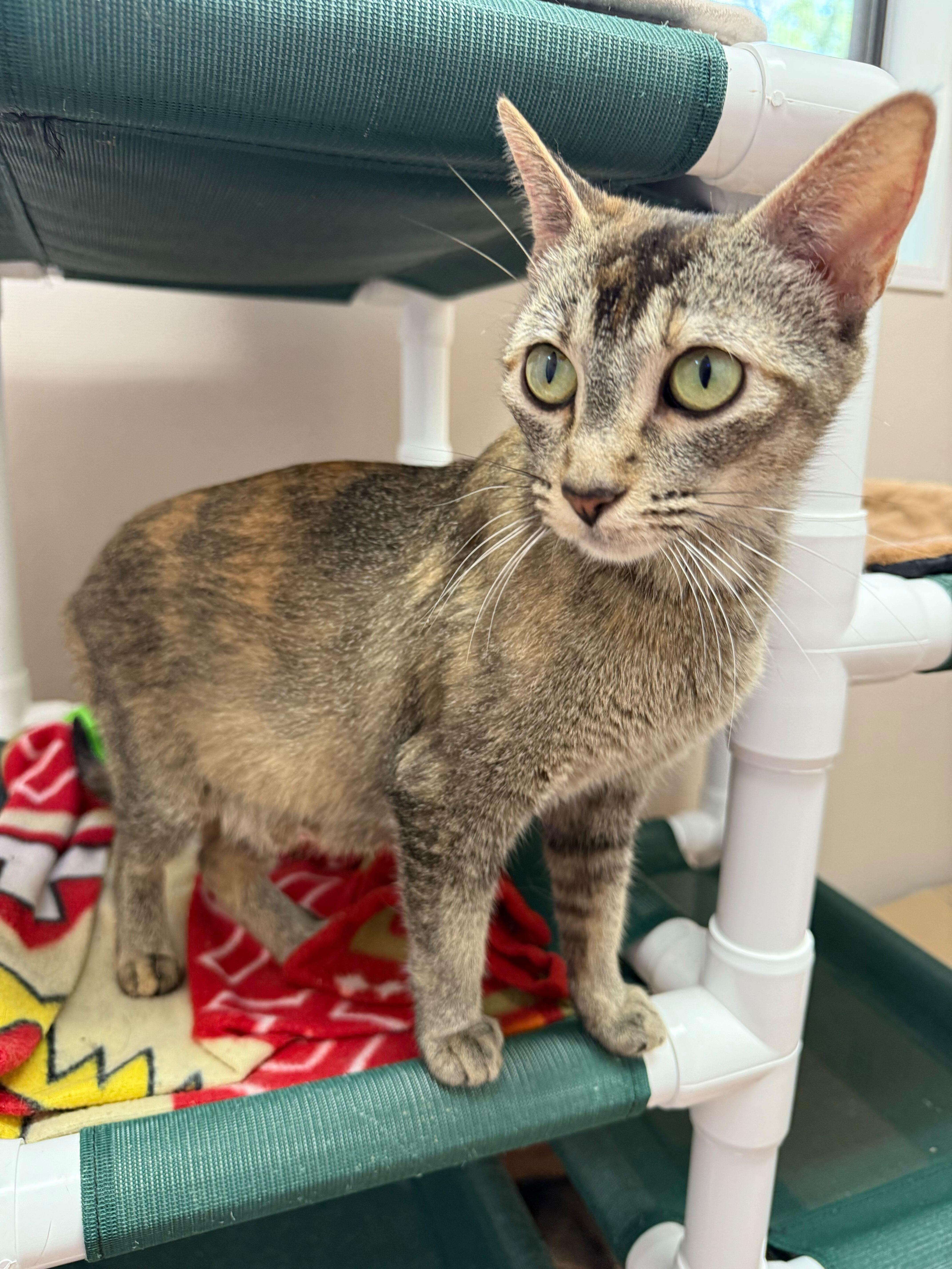 Carmen, a Adoptable Domestic Short Hair in Denver, CO image 2/6