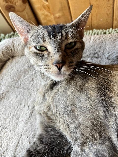 Carmen, a Adoptable Domestic Short Hair in Denver, CO image 3/6