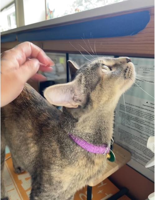 Carmen, a Adoptable Domestic Short Hair in Denver, CO image 4/6