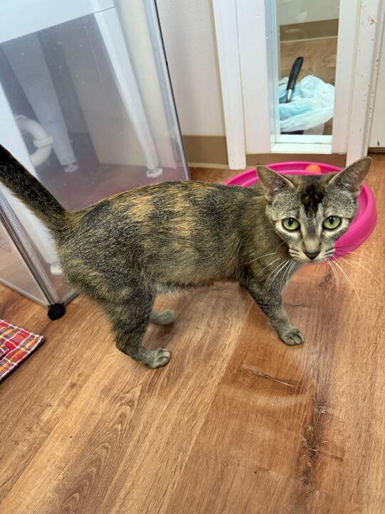 Carmen, a Adoptable Domestic Short Hair in Denver, CO image 6/6