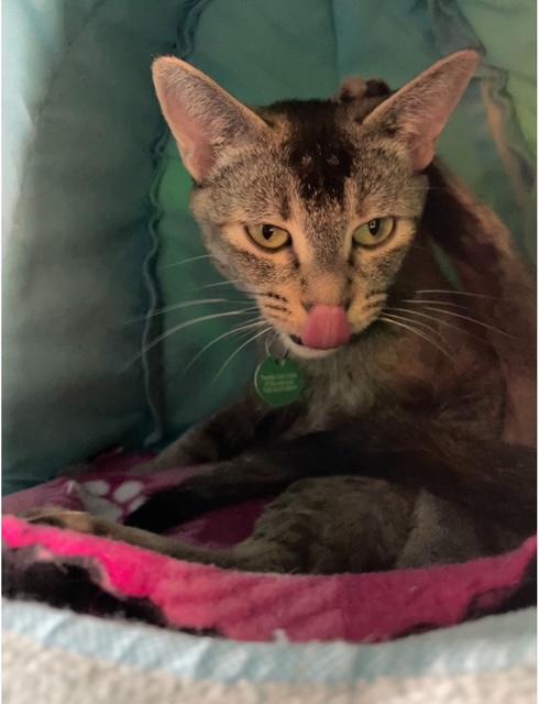 Carmen, a Adoptable Domestic Short Hair in Denver, CO image 5/6