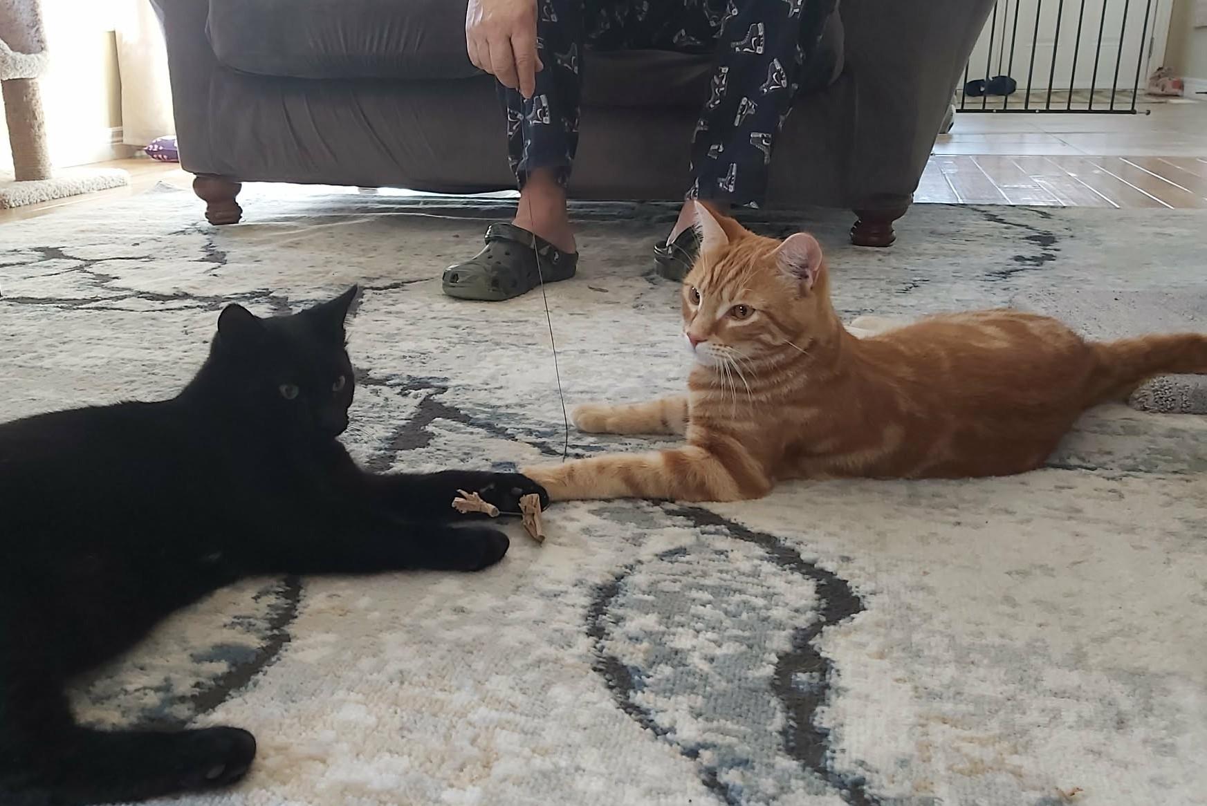 Enlarge Otto & Cappy, an adopted Domestic Short Hair in Brantford, ON image 4/6