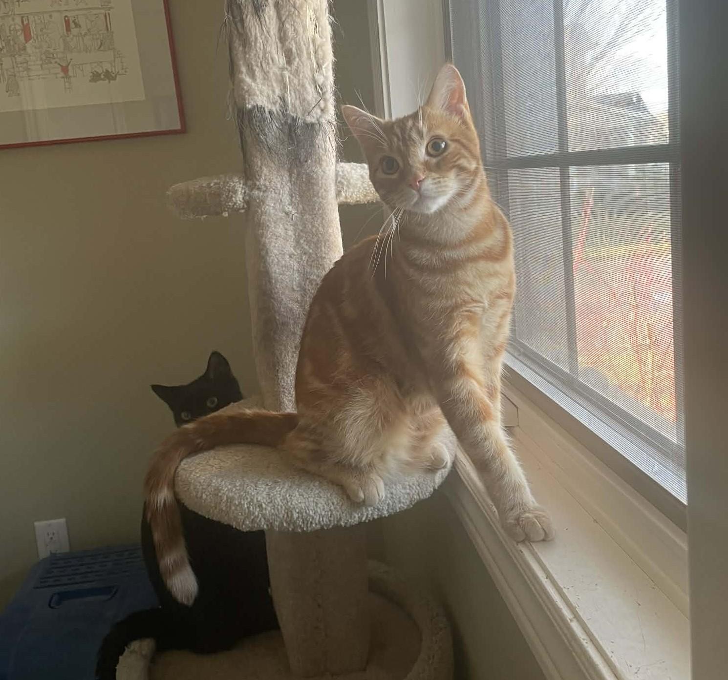 Enlarge Otto & Cappy, an adopted Domestic Short Hair in Brantford, ON image 2/6