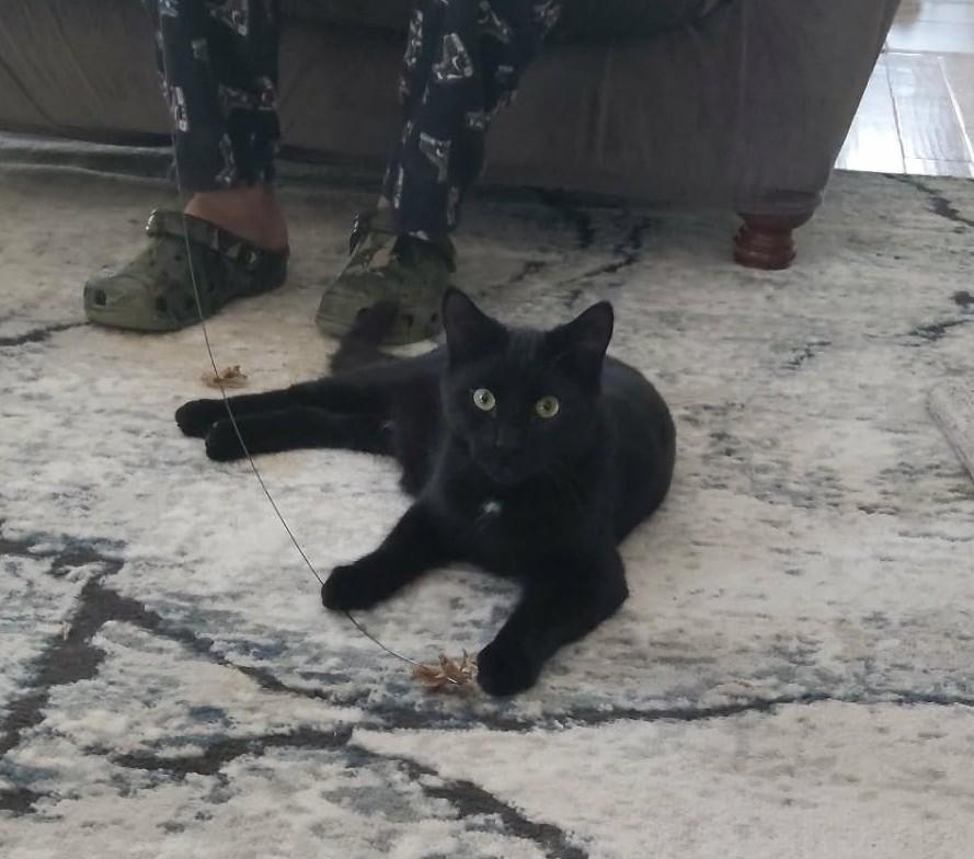 Enlarge Otto & Cappy, an adopted Domestic Short Hair in Brantford, ON image 3/6