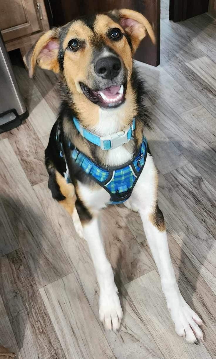 Dash, Adopted, Young Male Border Collie & Shepherd.