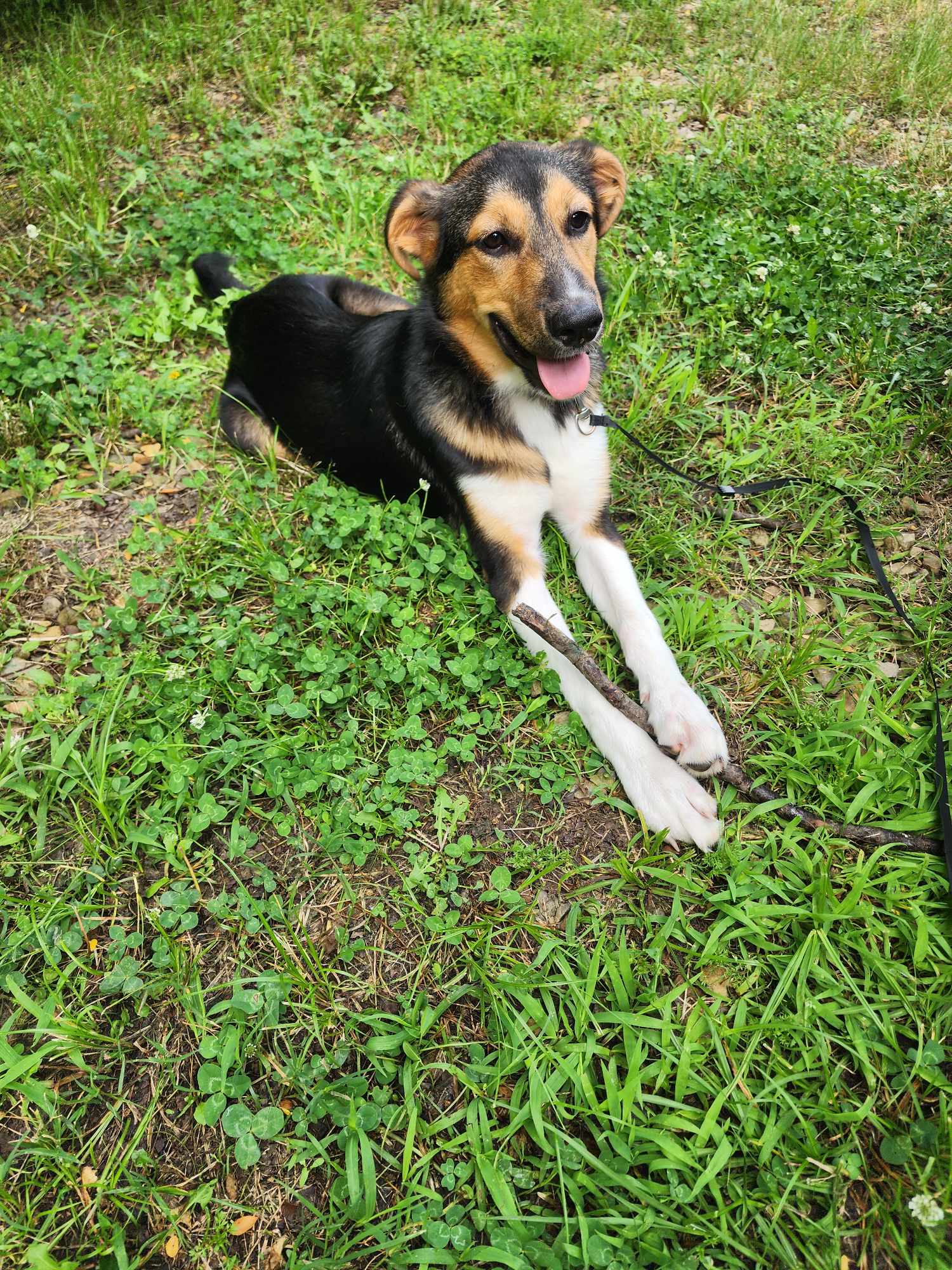 Enlarge Dash, a Adopted mixed breed in Ladonia, TX image 2/6