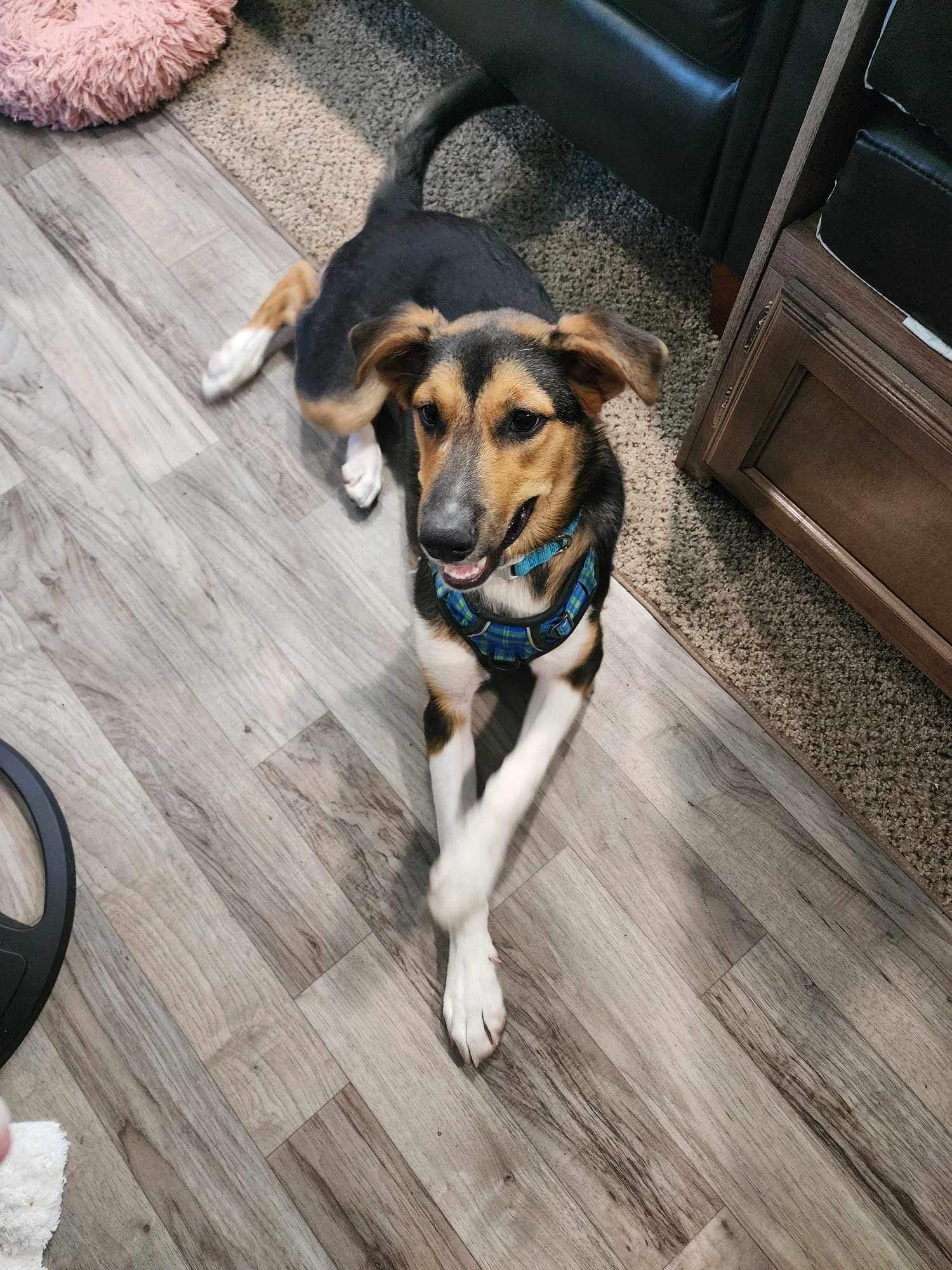 Enlarge Dash, a Adopted mixed breed in Ladonia, TX image 3/6