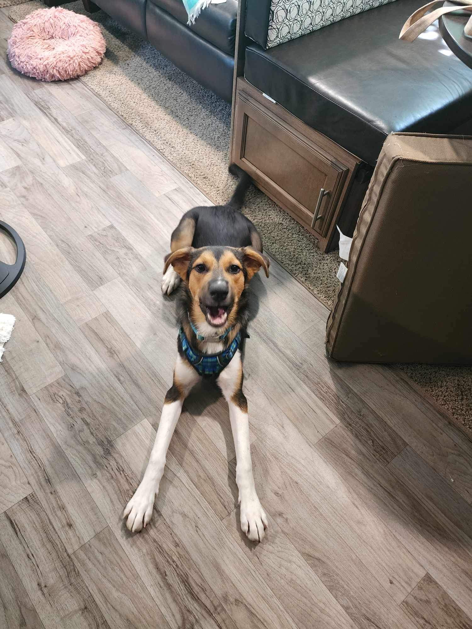 Enlarge Dash, a Adopted mixed breed in Ladonia, TX image 4/6