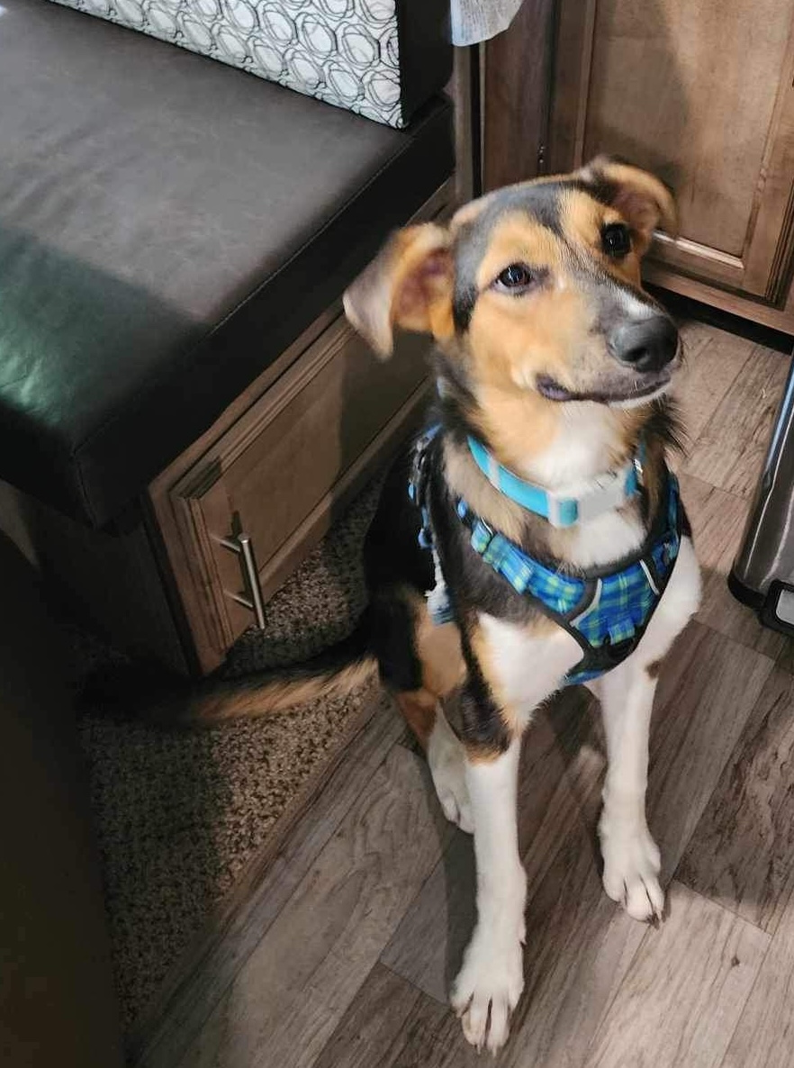 Enlarge Dash, a Adopted mixed breed in Ladonia, TX image 5/6